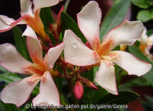 Nerium oleander