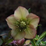 Helleborus orientalis Blüte mit Tropfen - Schmiemann