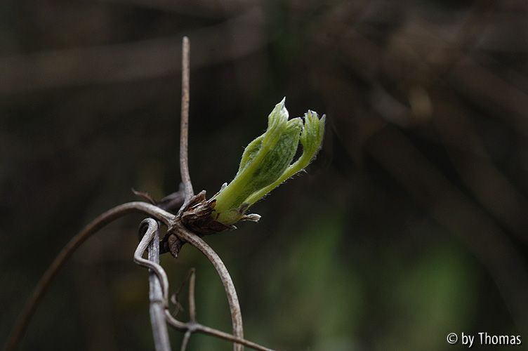 Clematis montana Trieb