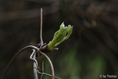 Clematis montana Trieb