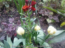 tulpe mount tahoma und goldlack 2.jpg