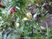 tulpe mount tahoma und goldlack 1.jpg