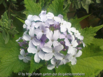 lunaria blüte.jpg