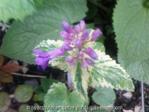 lunaria haslemere mit blüte.jpg