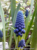 muscari paradoxum 4.jpg