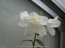 Rhododendron x Sesterianum I