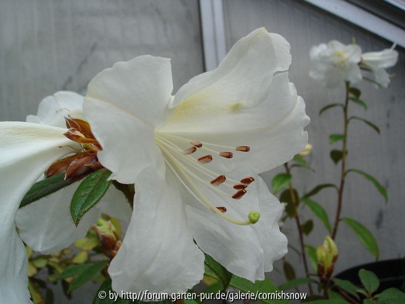 Rhododendron x Sesterianum II