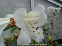 Rhododendron x Sesterianum II