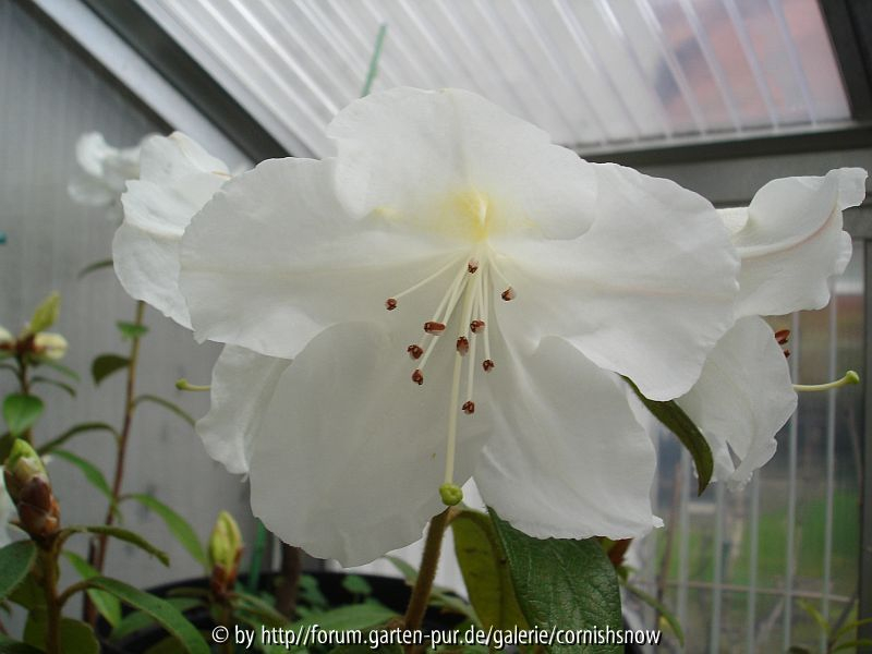 Rhododendron x Sesterianum III