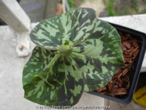 Trillium cuneatum III