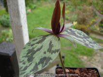 Trillium cuneatum II