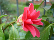japonica 'Hakuhan Kujaku' I