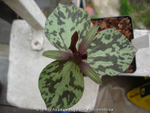 Trillium cuneatum I