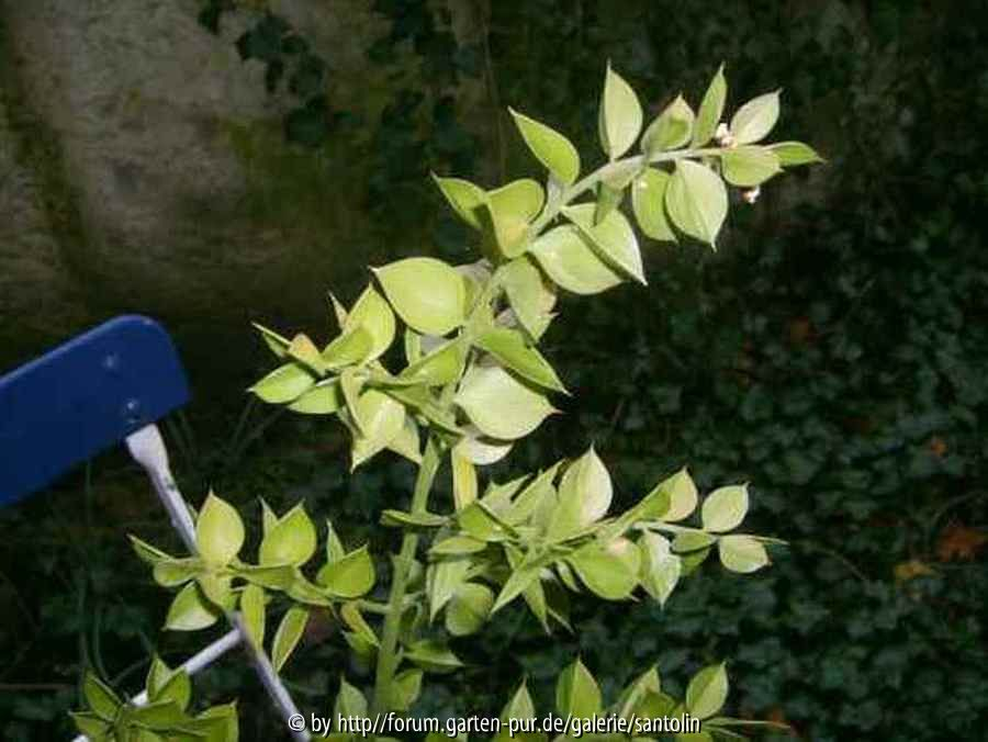 Ruscus