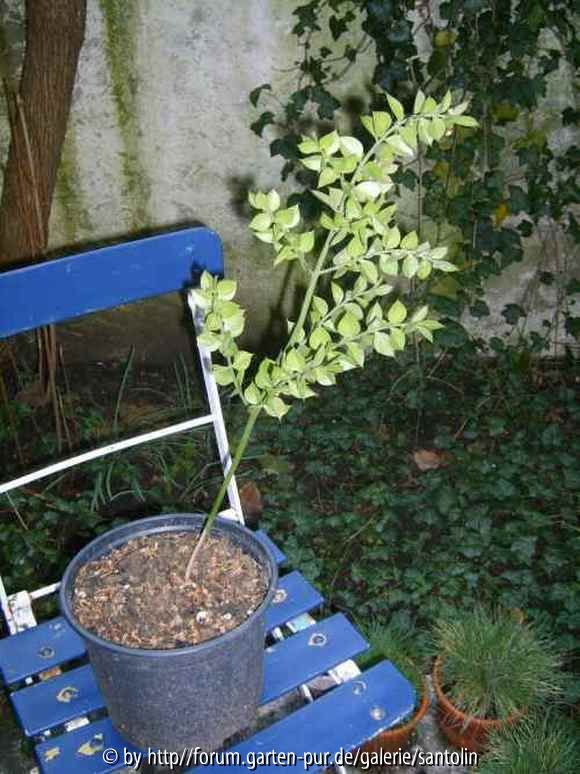 Ruscus2