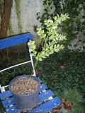 Ruscus2