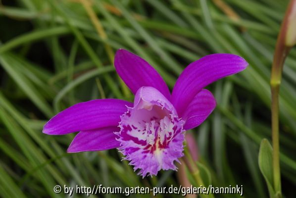 Pleione limprichtii
