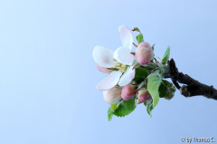 Apfelblüte