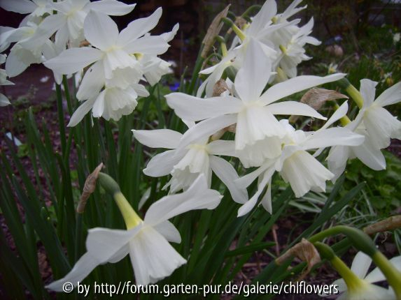 Narcissus Thalia Blüten