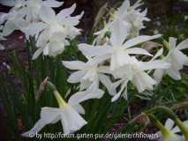 Narcissus Thalia Blüten