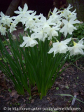Narcissus Thalia