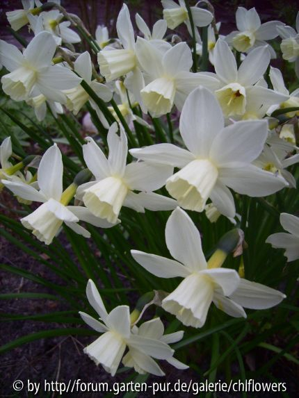 Narcissus Sailboat Blüten