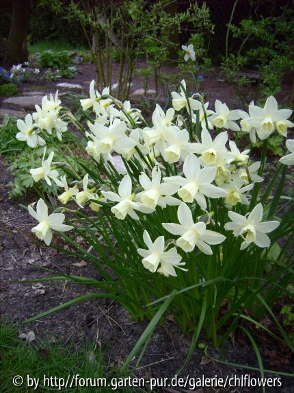 Narcissus Sailboat