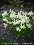 Narcissus Sailboat