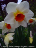 Narcissus Red Hill Blüten