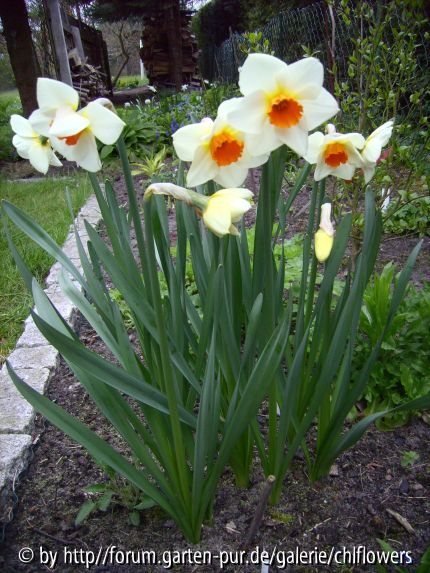 Narcissus Red Hill