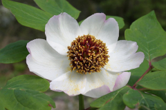Paeonia obovata ssp. obovata - Blüte