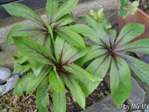 Helleborus, schöner Austrieb
