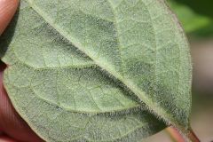 Paeonia obovata - Blattunterseite