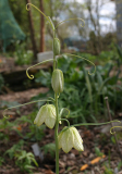 Fritillaria thunbergii