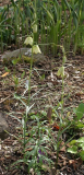 Fritillaria thunbergii - Habitus