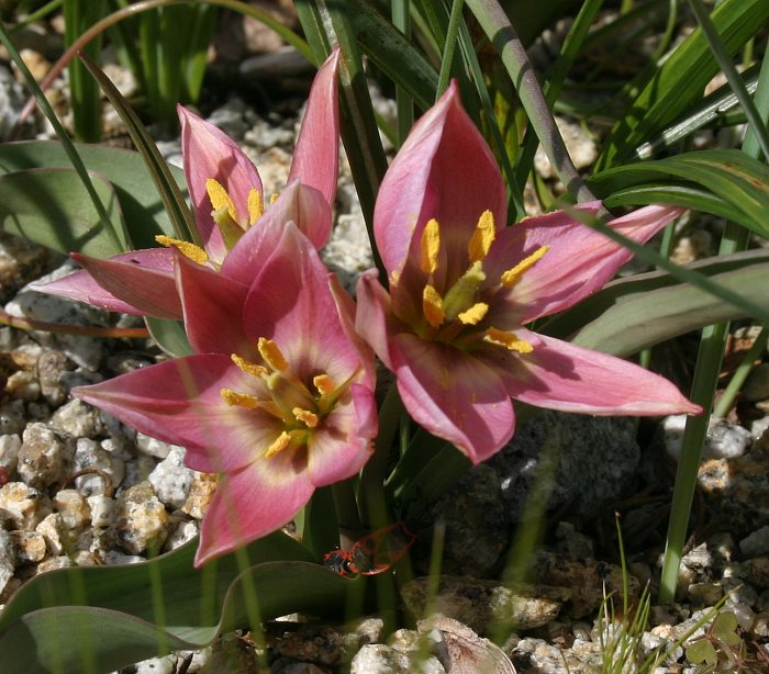 Tulipa aucheriana