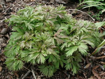 Paeonia anomala 'Xinjiangensis' - Austri