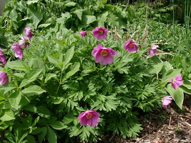 Paeonia anomala ssp. anomala