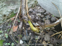 clematis krankheit.jpg