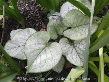 brunnera looking glas.jpg