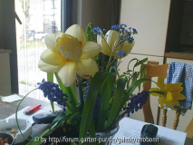 bei netti 7 blumen für netti.jpg