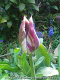 bei netti 4 unbekannte tulpe.jpg