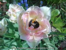 bei netti 2 tulpe angelique 2.jpg