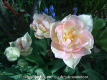 bei netti 2 tulpe angelique 1.jpg