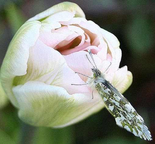 tulpe angelique mit aurora-falter