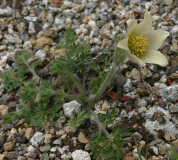 Pulsatilla albana "Creme"