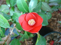 purpurea kon-wabisuke