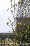Magnolia 'Sunsation'