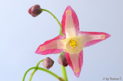 Epimedium Blüte