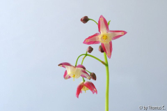 Epimedium Blüten